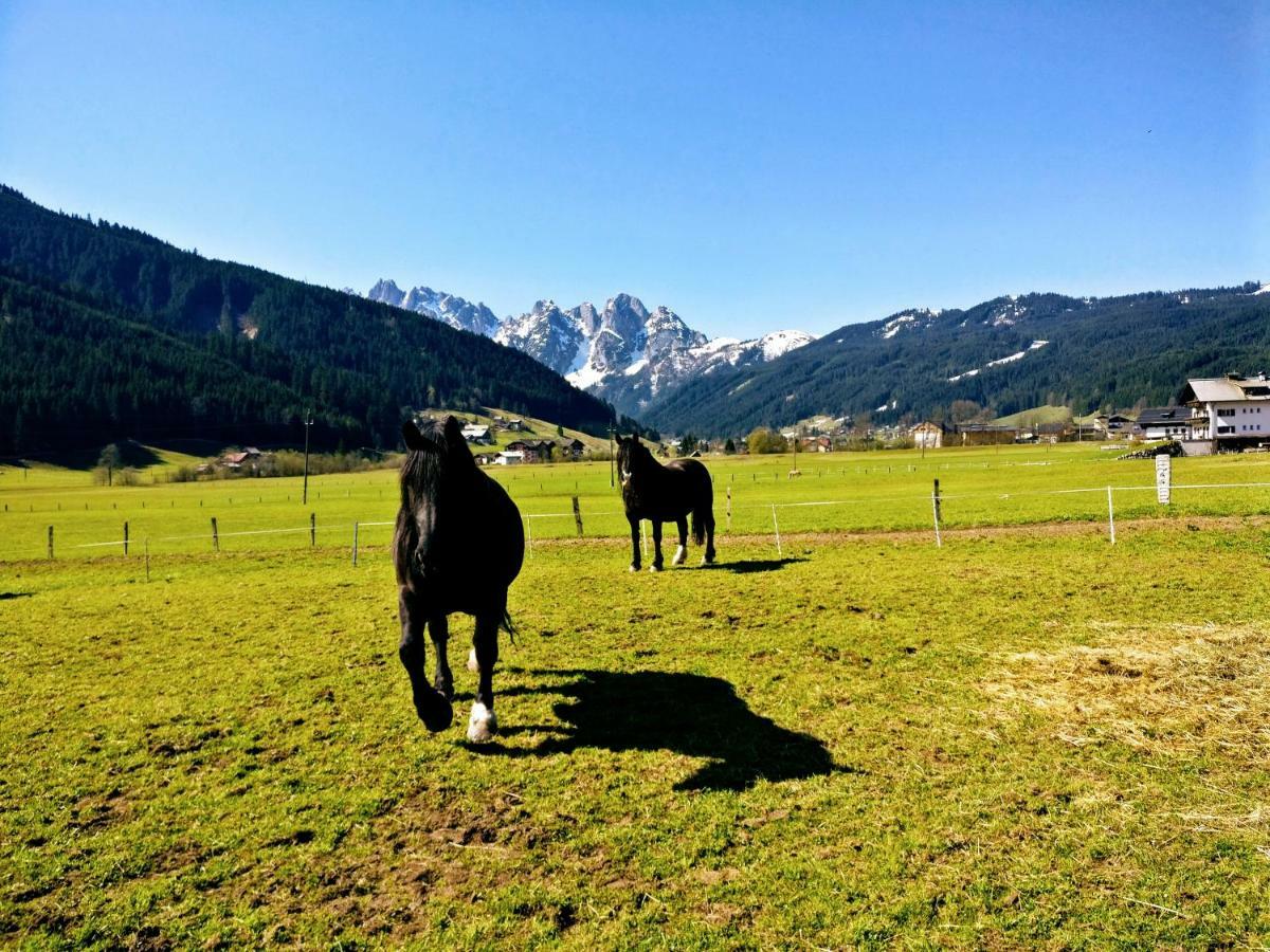 Pension Edelweiss Top 25 Gosau Dış mekan fotoğraf